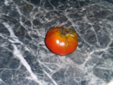 Dernire tomate, elle aussi atteinte du mildiou
